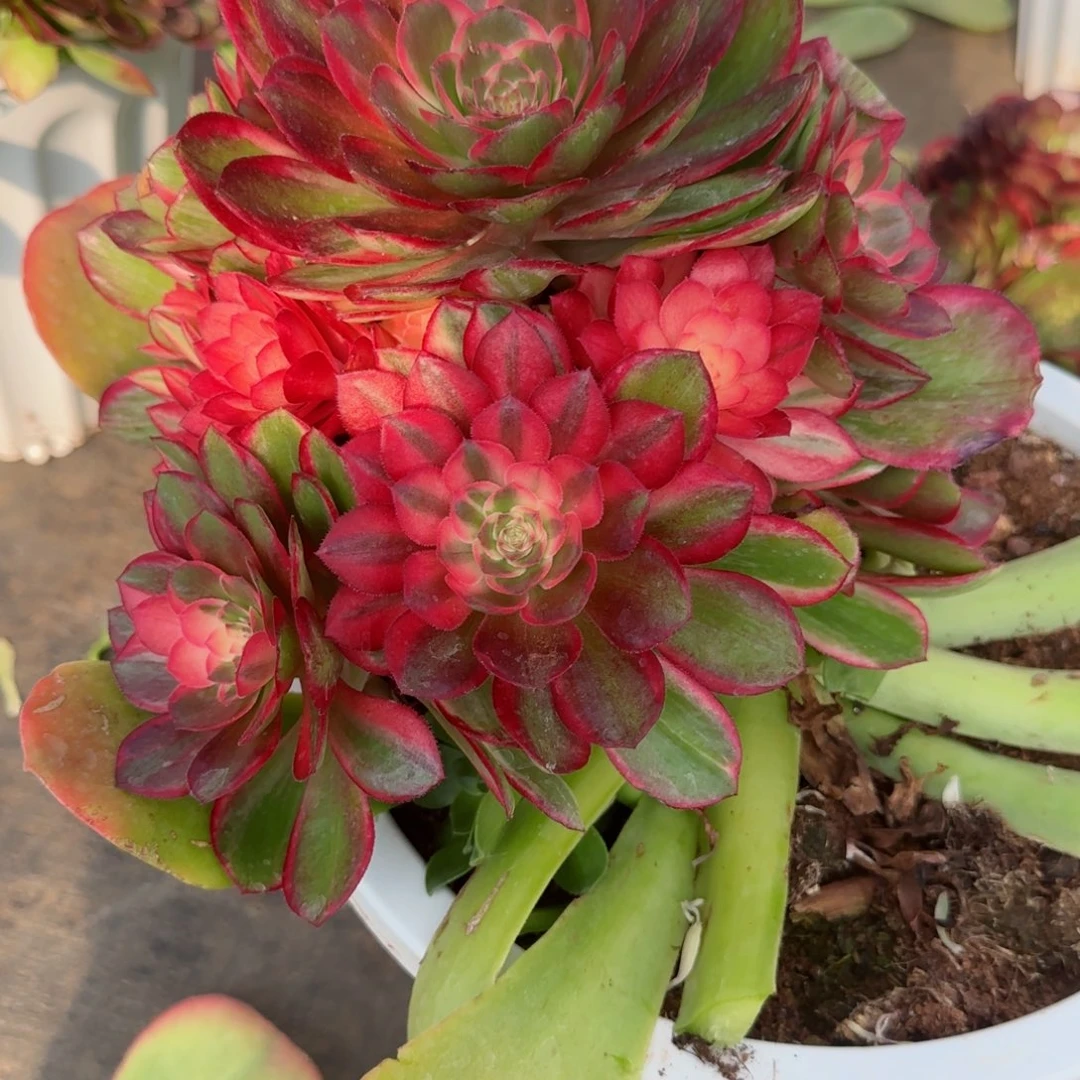 时**语黑魔锦无根发货