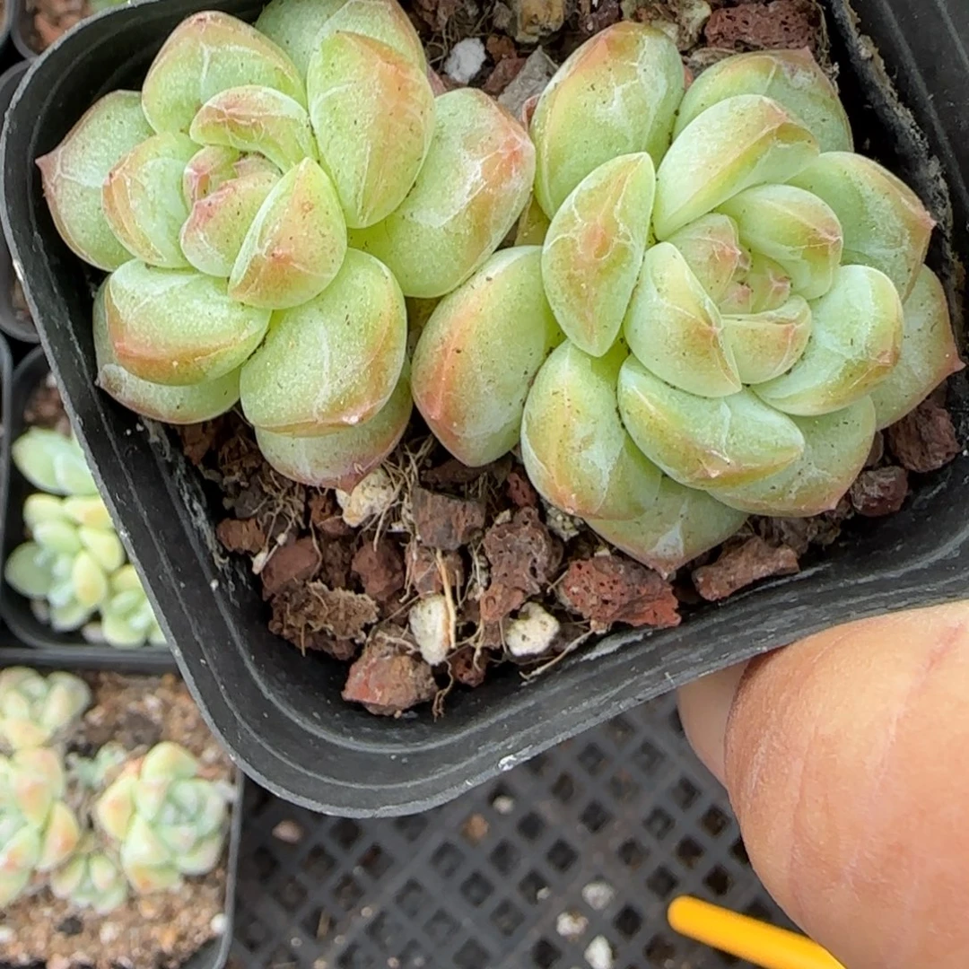 小卡拉米糖心一物一拍