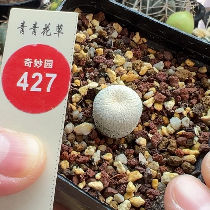 实生小人帽1.5cm一棵仙人球