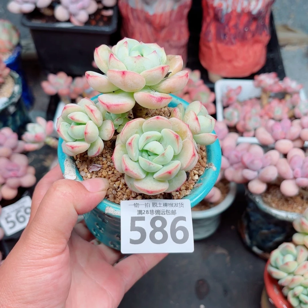 香草多肉多肉多肉