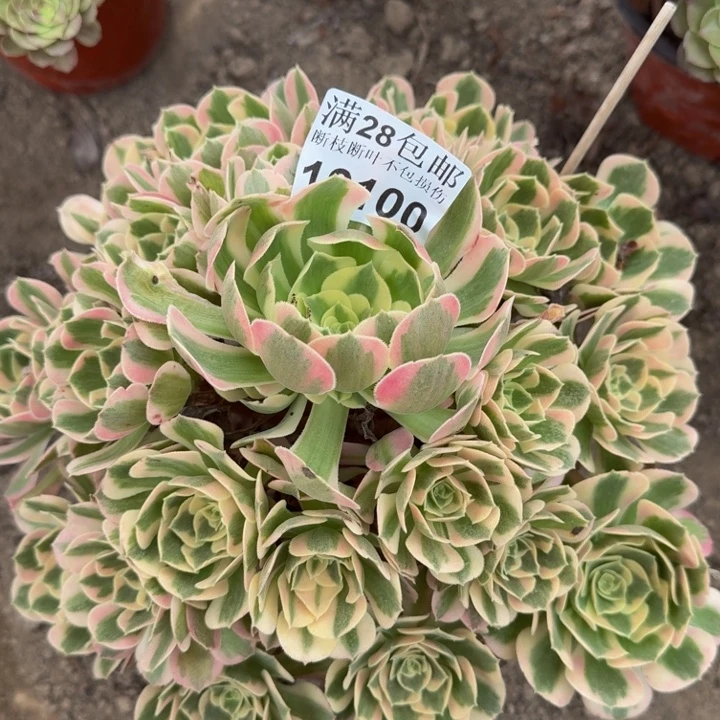 19100女郎多肉植物