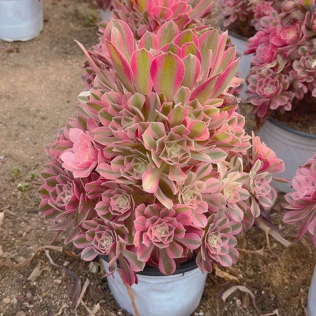 女巫多肉植物手捧