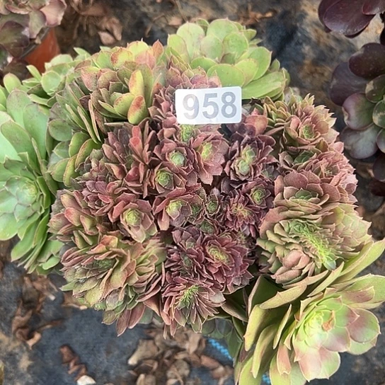 恋***！多肉植物一个万追微瑕958