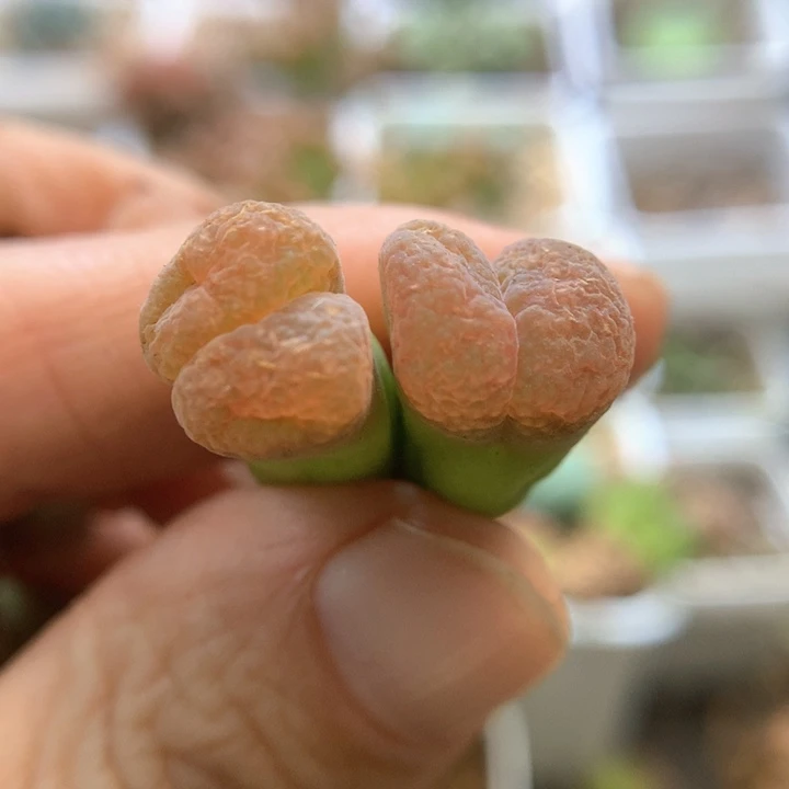 窗大窗美 肉锥植物