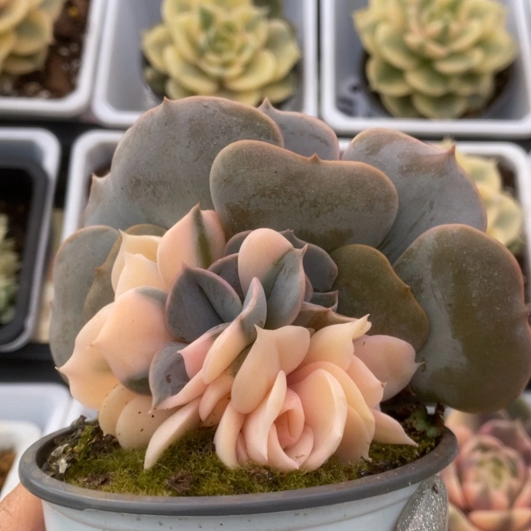 024双子座锦锦锦锦锦