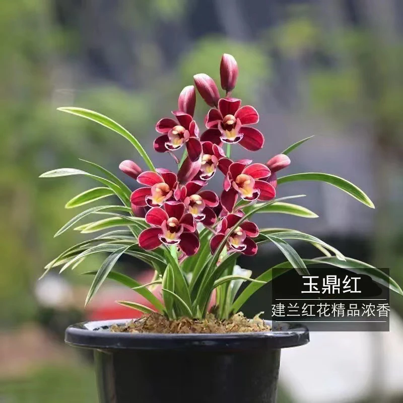 玉鼎红 花艺双全 带金边 建兰浓香好养绿植花卉