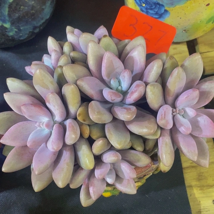 你就在家里吃好吧