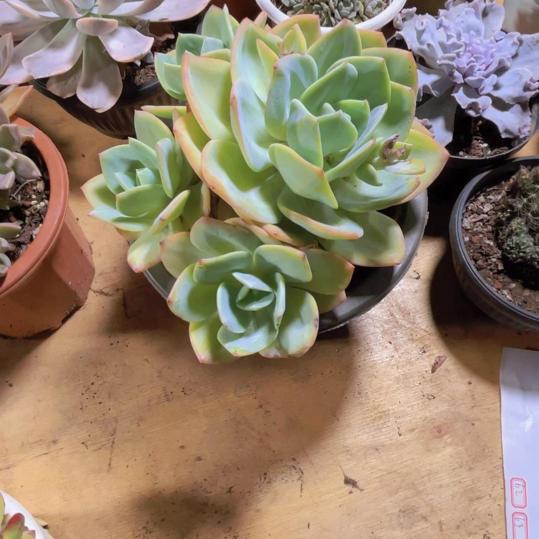 星***星0000000000000000062