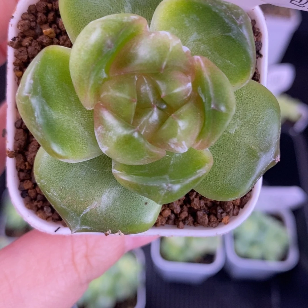 珍妮紫心一颗197号