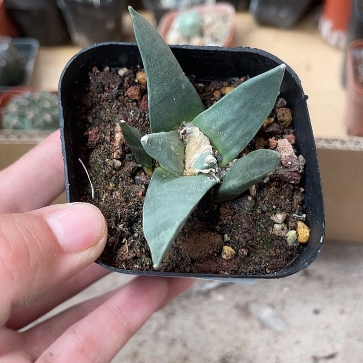 377仙人球植物开花