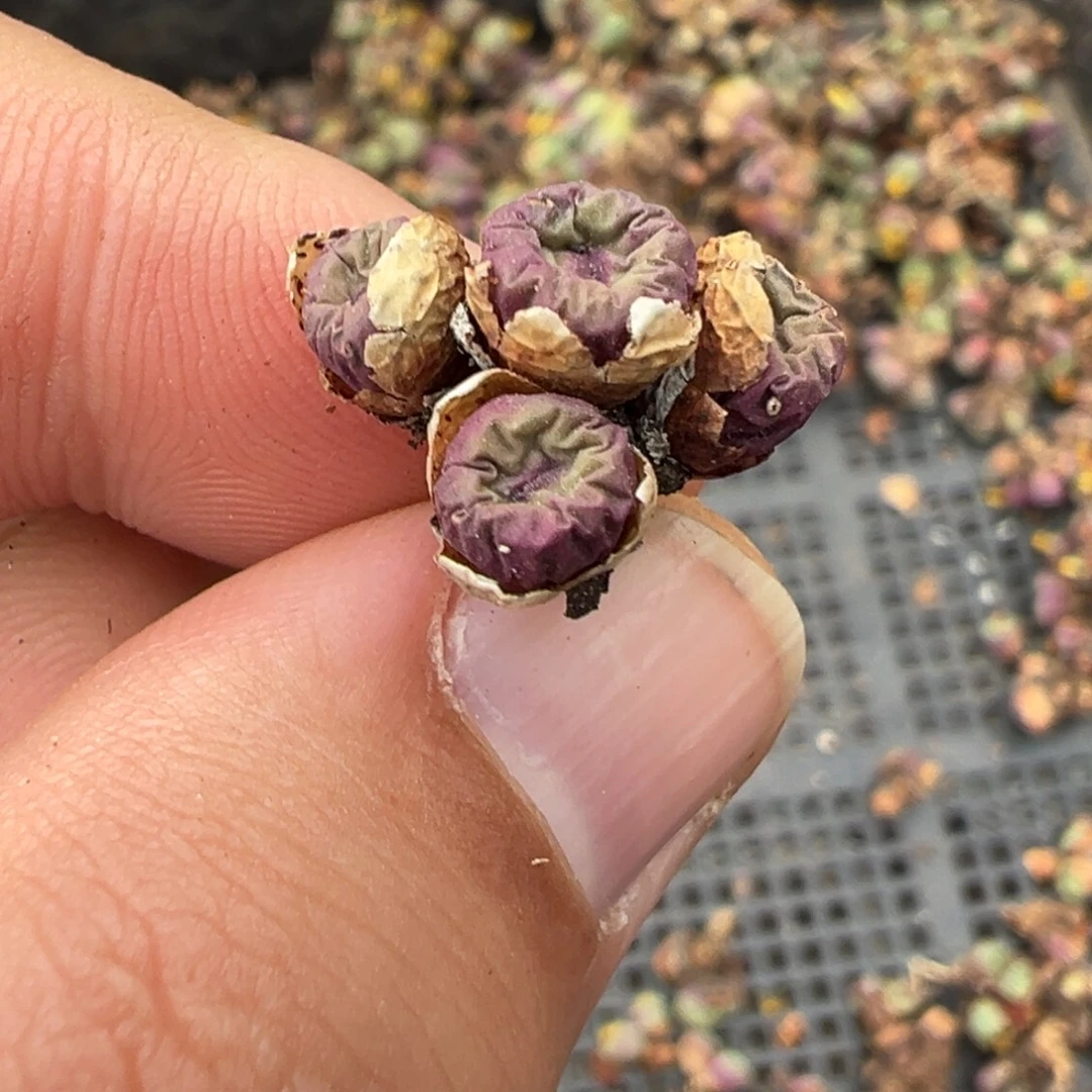 宛***菀13-195肉锥多肉植物，