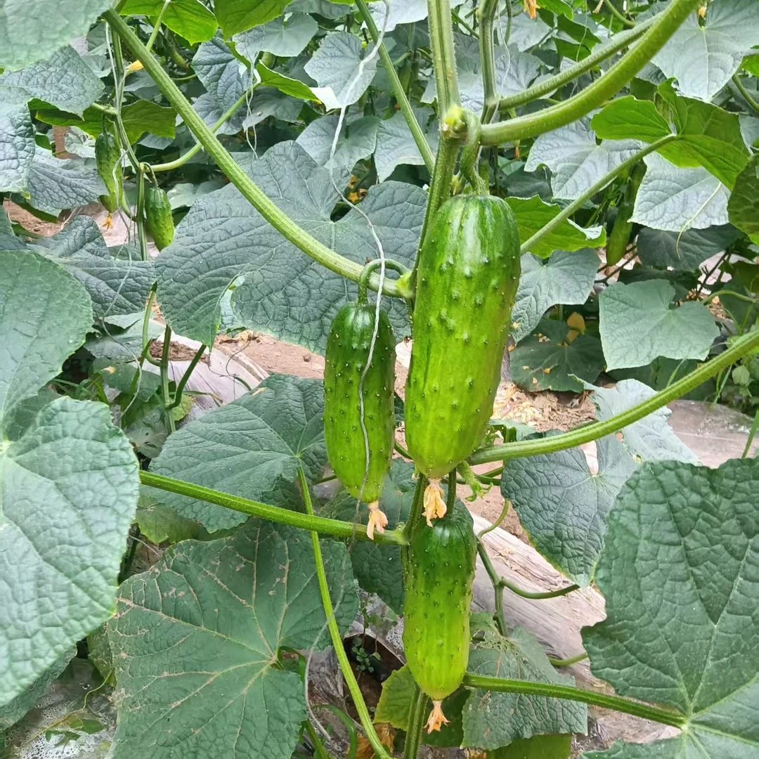 山东现摘旱黄瓜大刺黄瓜生吃清脆多汁产地自种新鲜