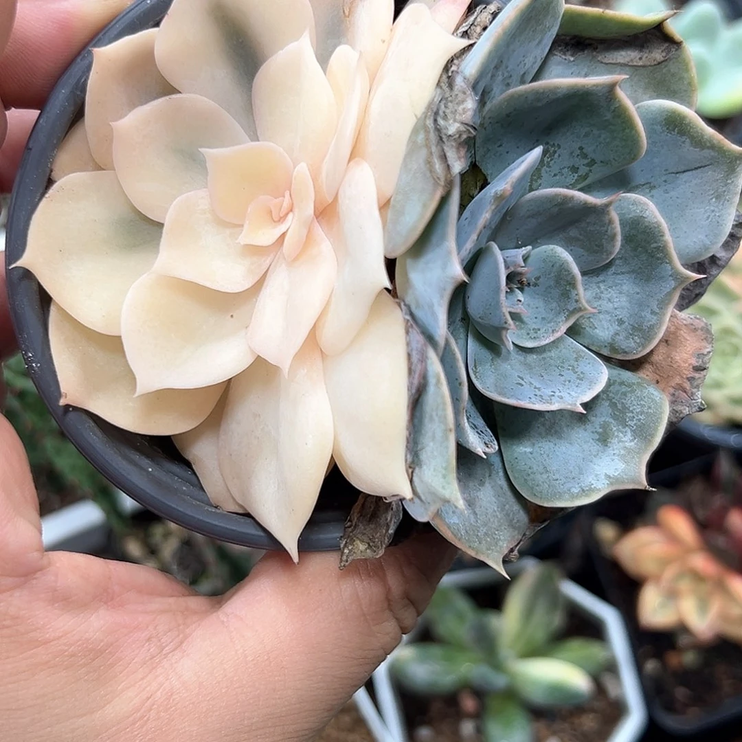 双子座锦 小方花圃一单包邮非偏远