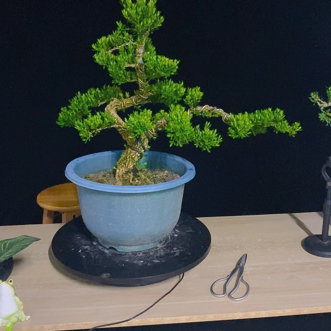 不开花植物塑料盆发货