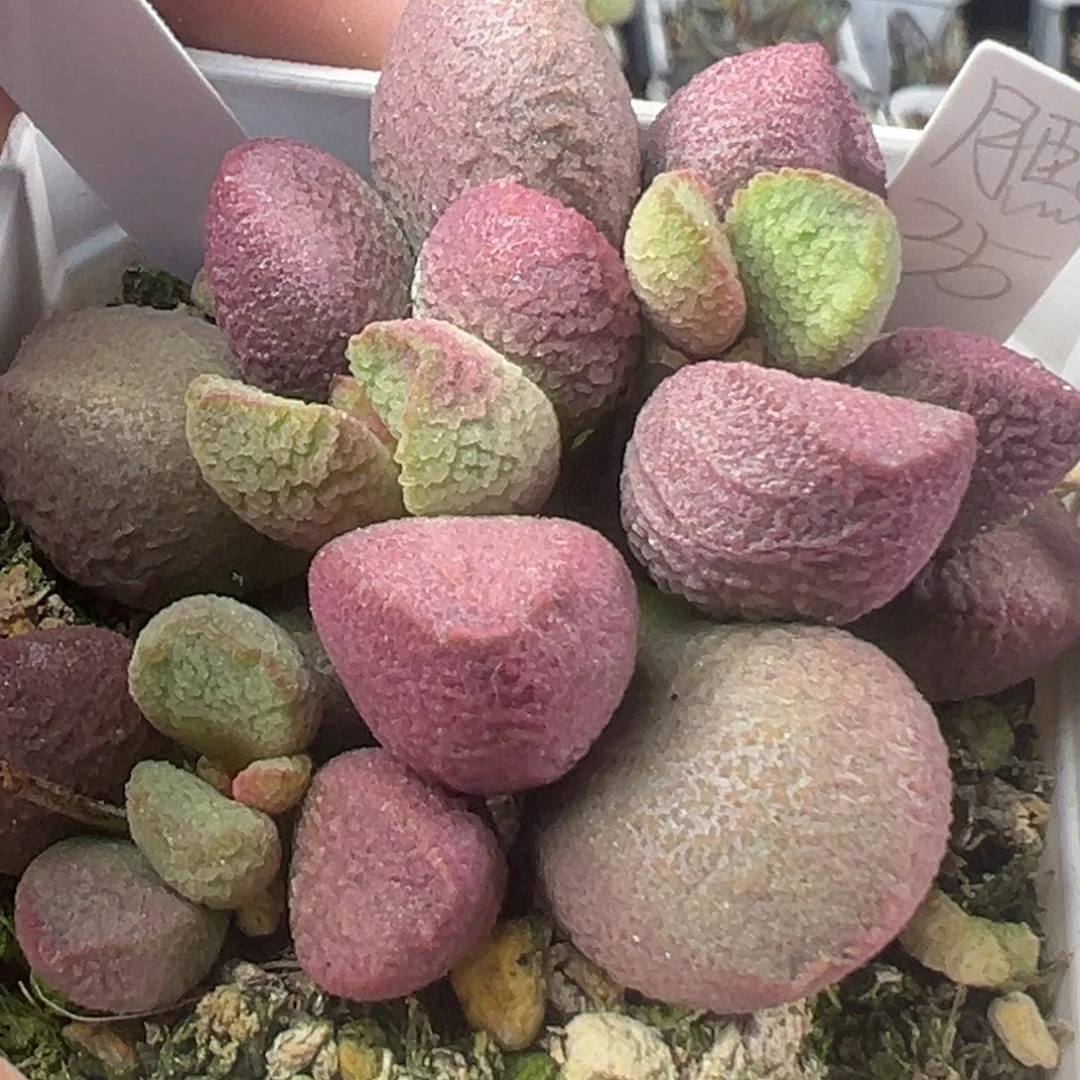 81月熙老桩多头多肉植物