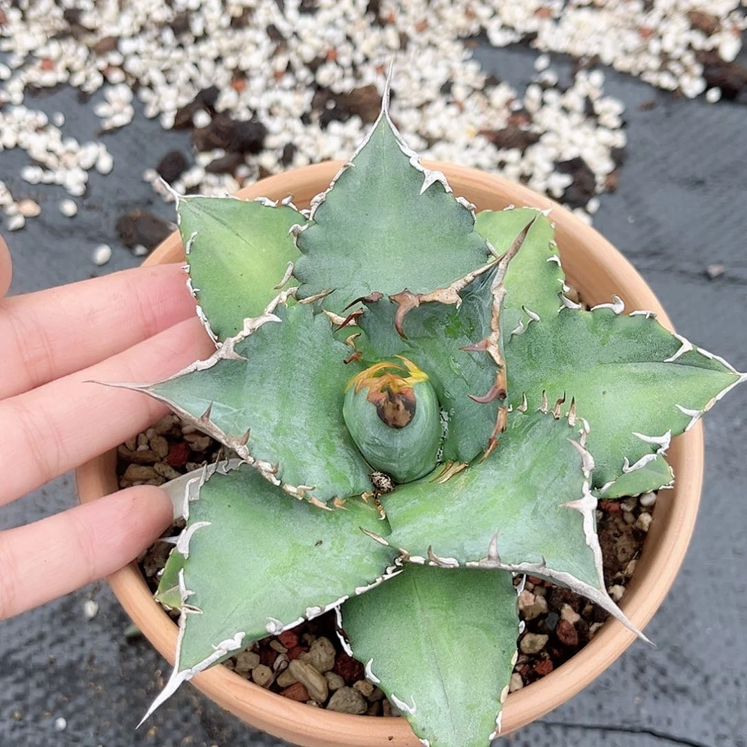 多肉植物仁王冠脱土