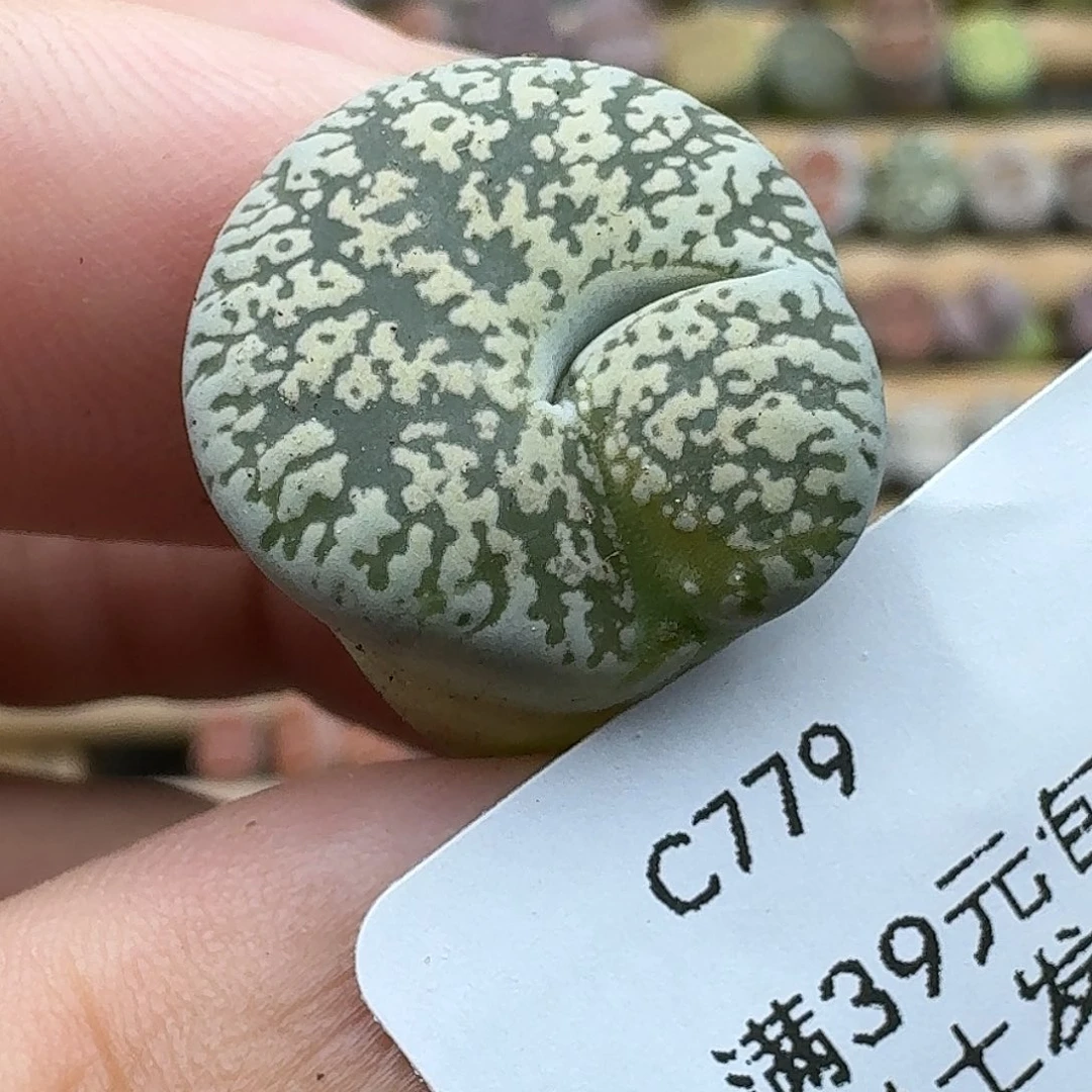 779多肉哈哈哈哈哈哈