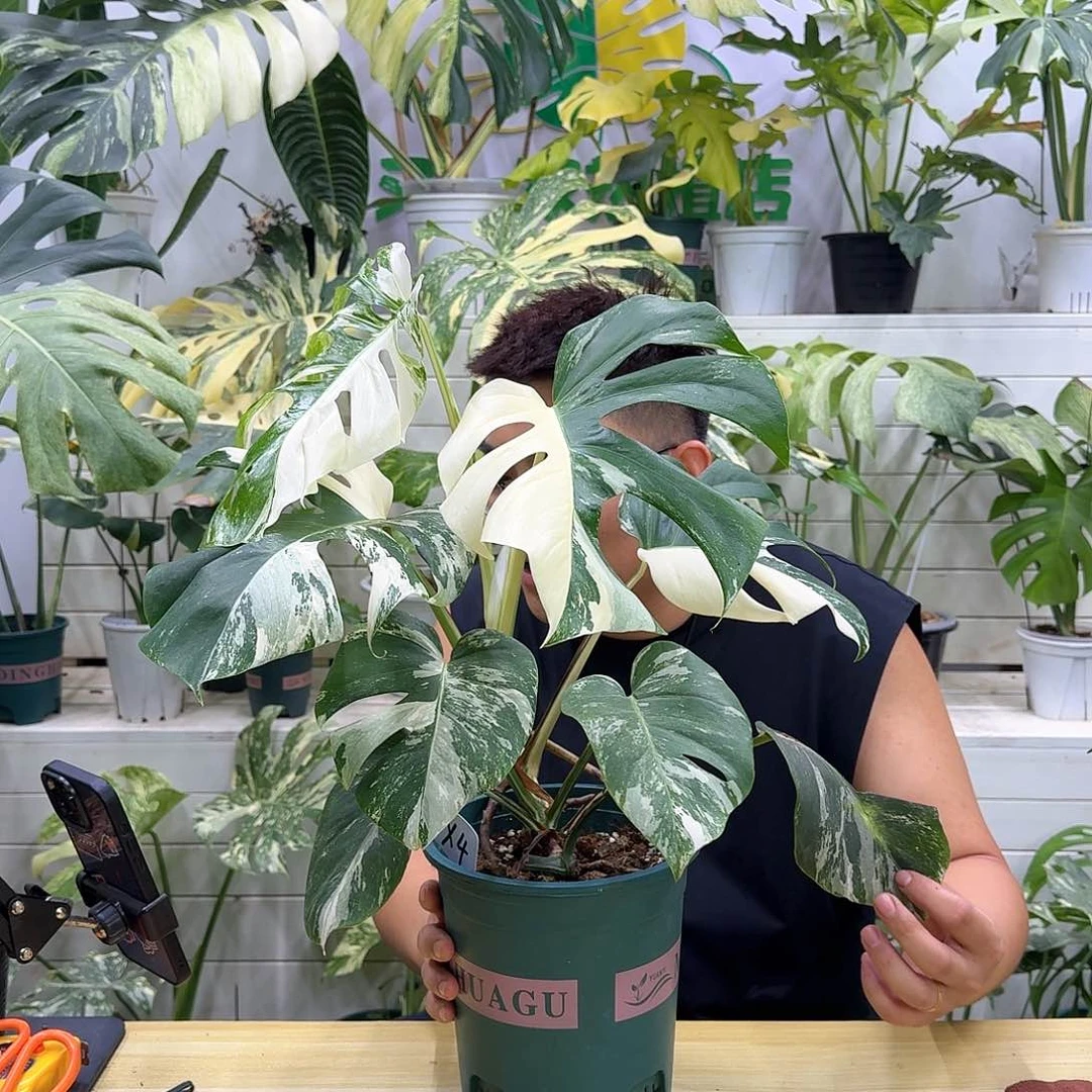 无花朵D****”白龟福利X4