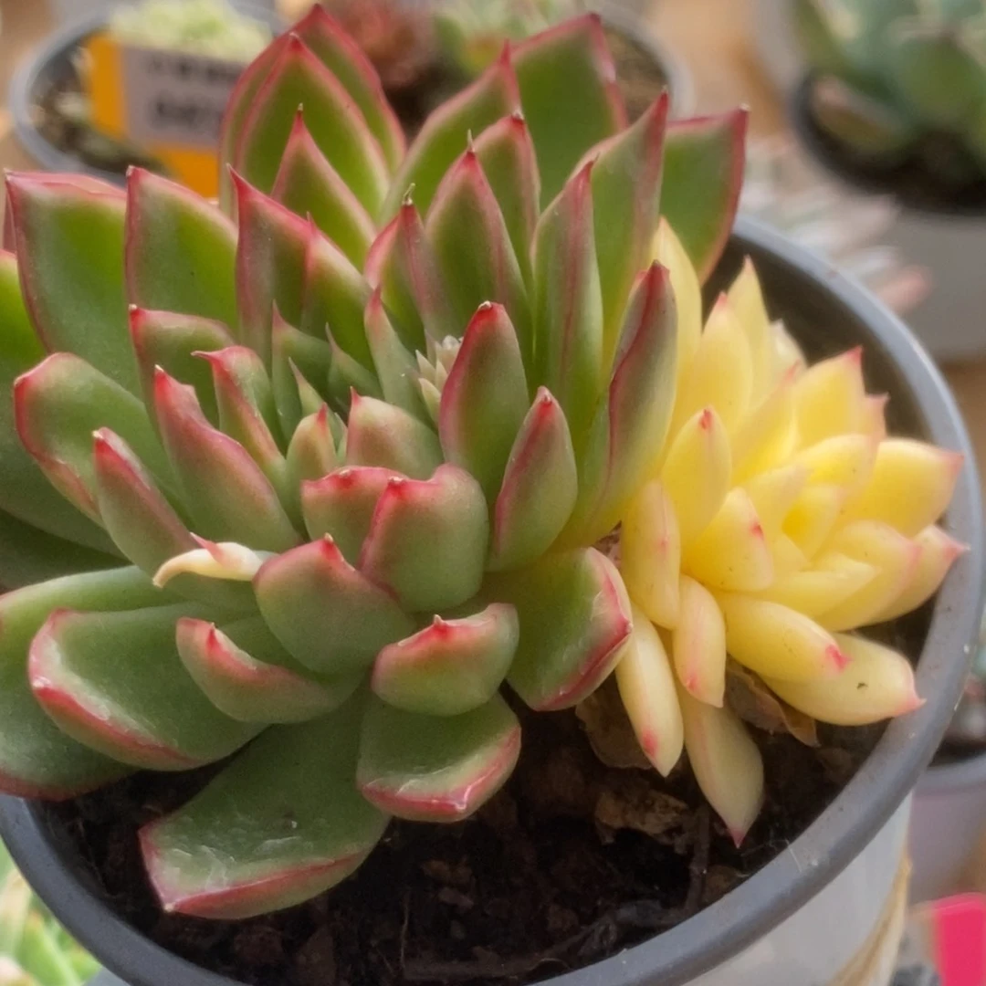 556曼陀罗锦锦锦锦锦锦