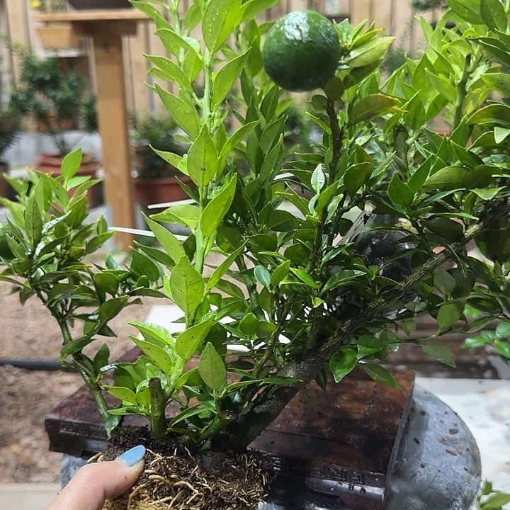 折***云直播间八房柑一物一拍