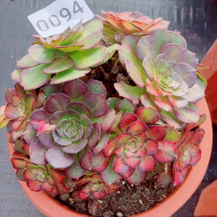 海王七彩特价多肉