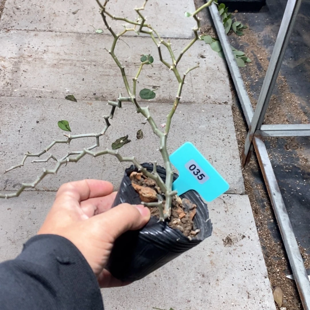 弯曲龙多肉植物一个