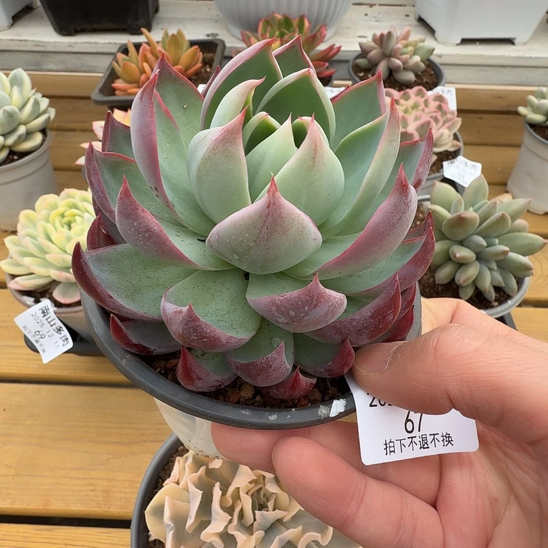 惊鸿仙子111211-67