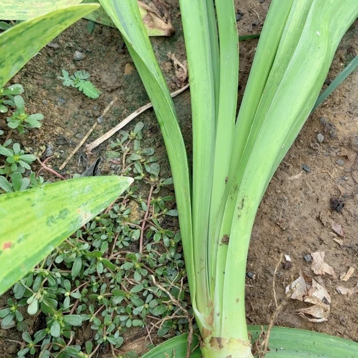 无花朵是****?甜蜜包对版8159