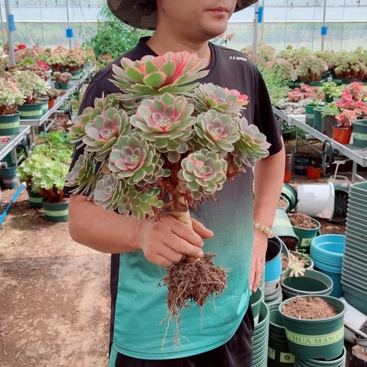大颗粉花妖多肉法师