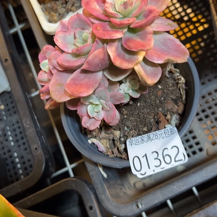 幸运儿是一位非常幸运