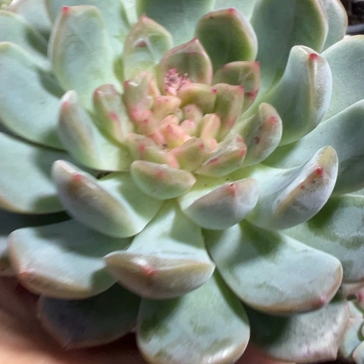 糖心石化545多肉植物