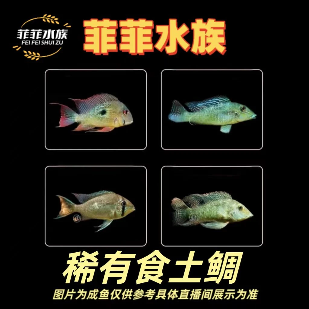 食土鲷合集血衣关刀七彩鹅头亚奎七彩菠萝关刀鱼