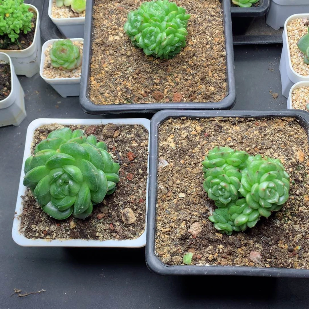 爱**贝58包邮  群生不包整爱尼