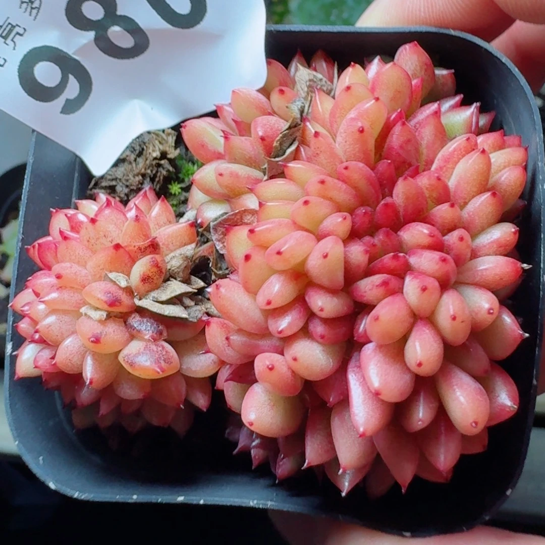 缀化            精美多肉植物