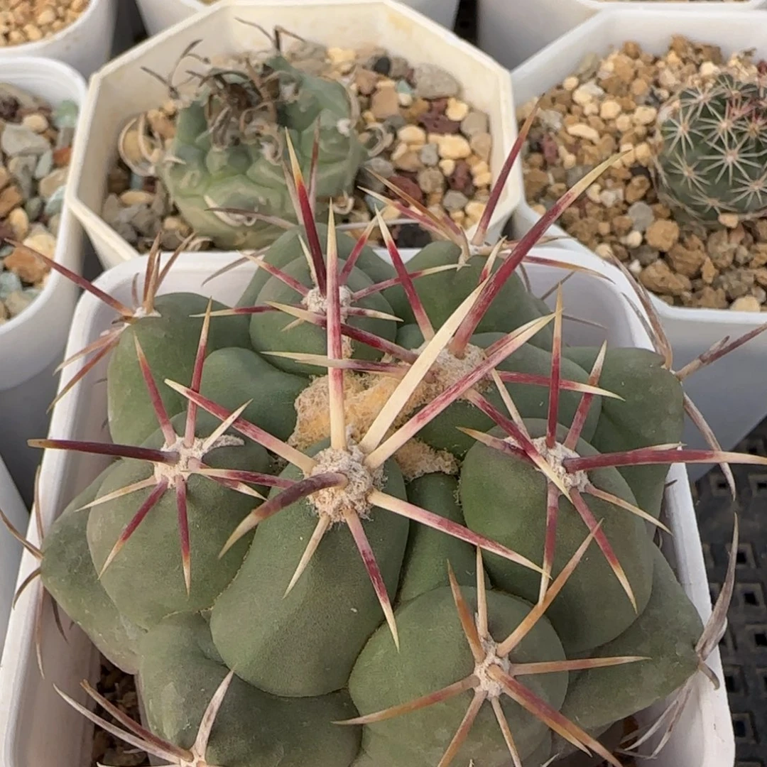 04实生大红鹰多肉7