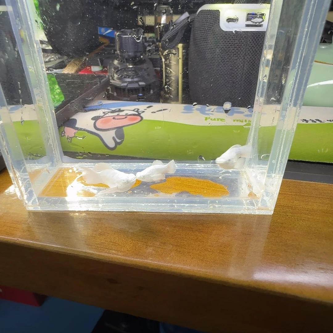 孔雀鱼瓷白玛骊球小亚成1对。送一条苗