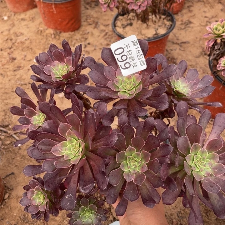 099黑铜壶变异绣球2