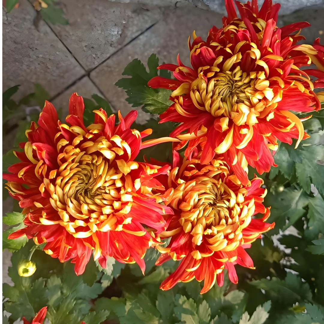 【金背大红-大苗】大菊花盆栽花卉耐热寒好养活