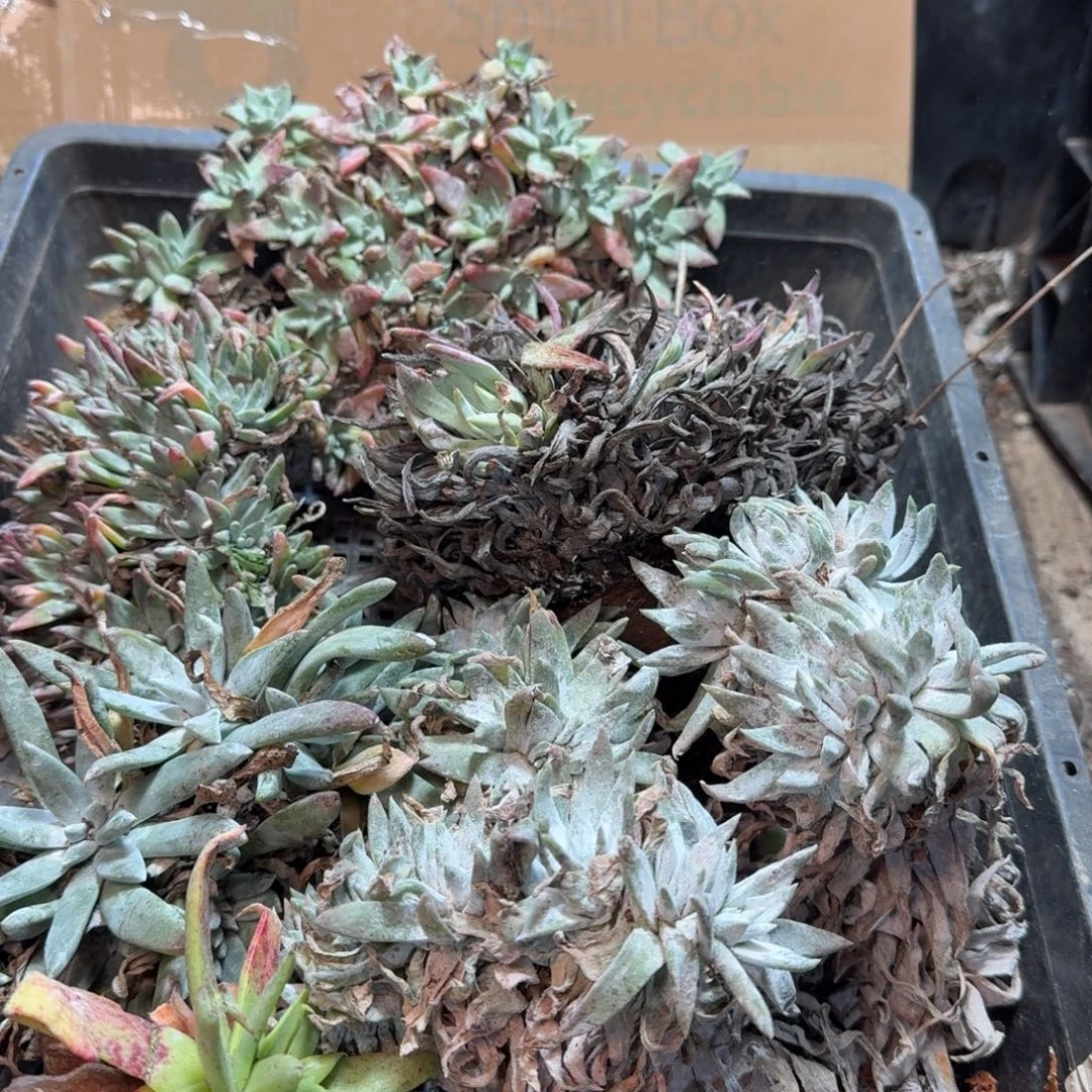 2282瑕疵框拍不售后