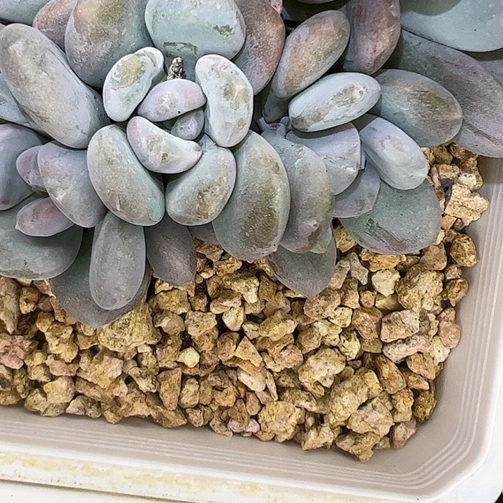 米雪自然群111111
