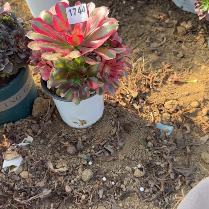 1744粉女巫清棚处理不包断枝