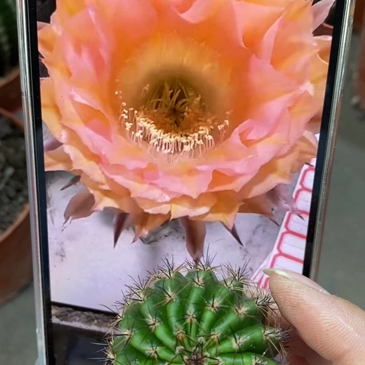 香香2526侧芽3.5公分左右