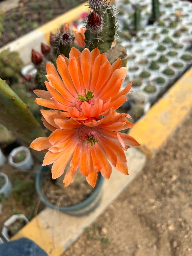 仙人球美花角橙色枝条