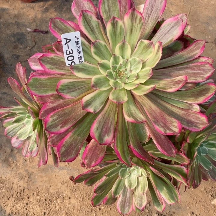 309水彩画多肉12345678