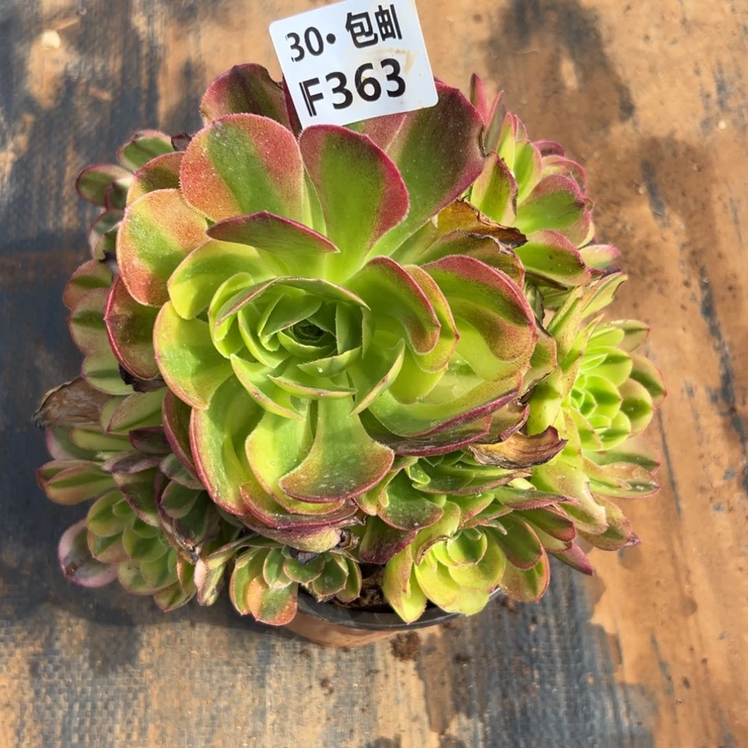 363奶白满20包邮