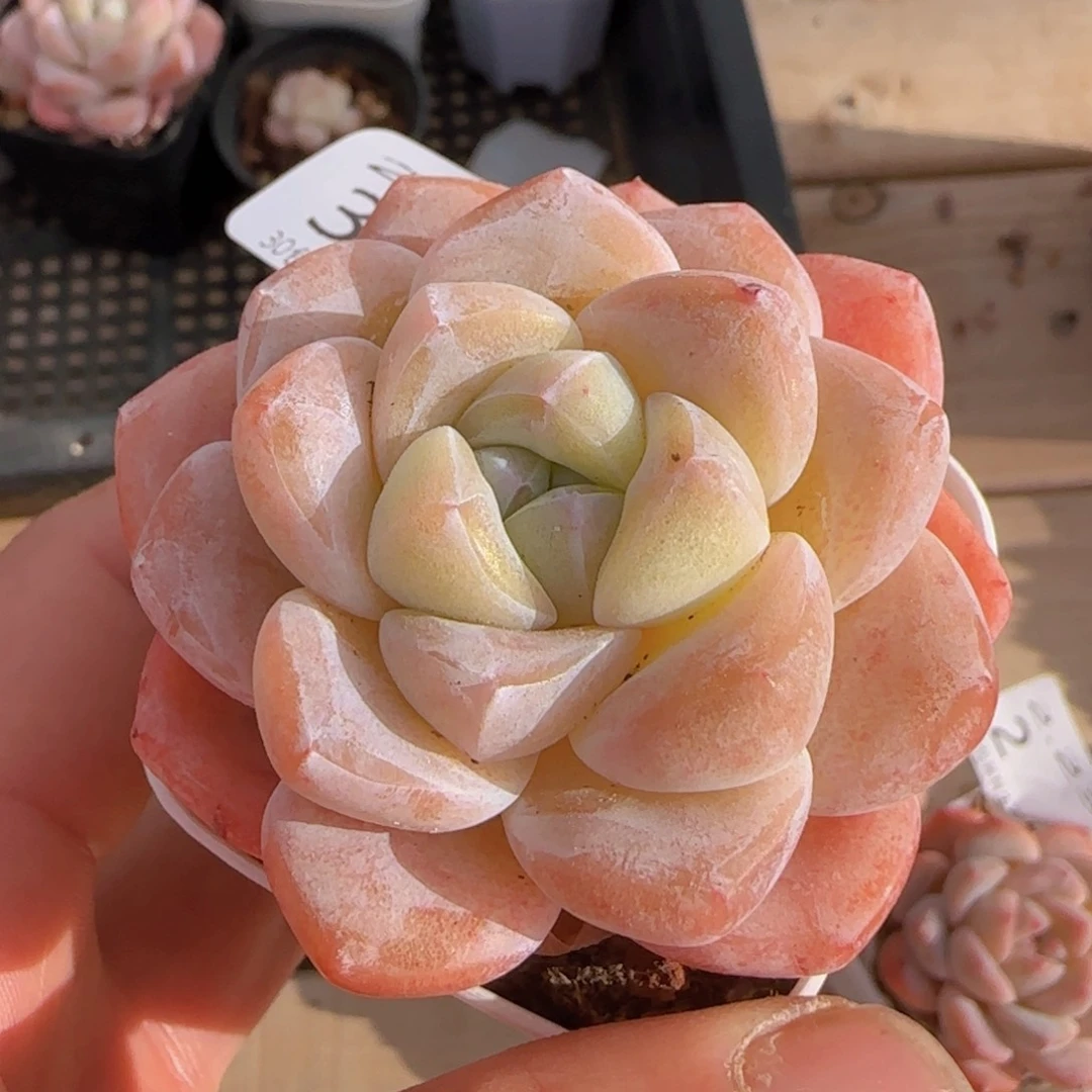 冰玉大单头六公分