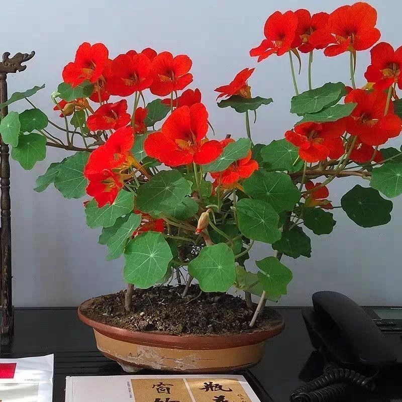 旱金莲花种籽子汉金莲春天花种子盆栽四季开花室内旱荷花卉种孑