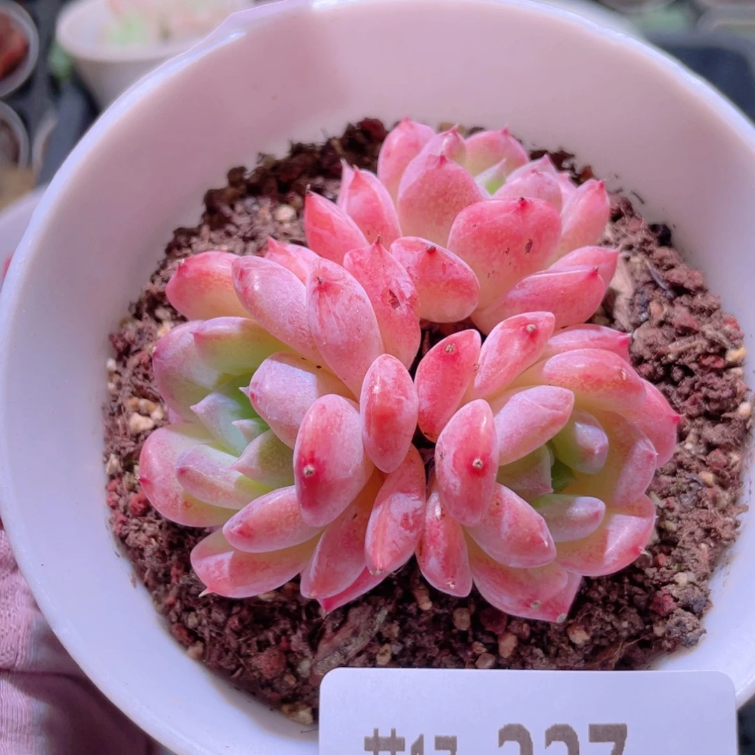 花利美17-227红胖子