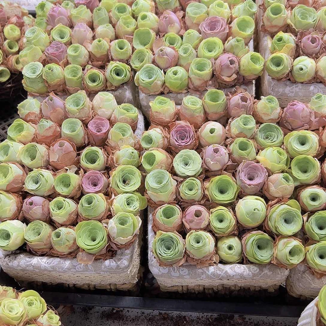 中苗组合30颗坐好发货带蓝子