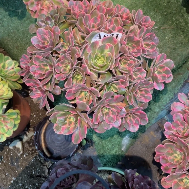 831号精品法师女妖